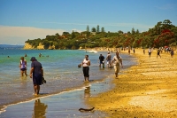 Auckland_North_Shore;Takapuna;Pohutukawa_tree;sun_bathers;crowds;boating;Beach;b