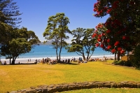 Auckland_North_Shore;Takapuna;Pohutukawa_tree;sun_bathers;crowds;boating;Beach;b