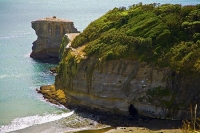 Auckland;Muriwai_Beach;The_Gannet_Colony;gannet;gannets;West_Coast_Beaches;sea_f