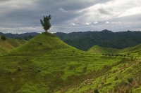 Whanganui;state_highway4;State_Highway_four;cattle;sheep;grazing;steep_country;h