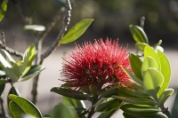 Coopers_Beach;Northland;sand_dunes;sandy_beaches;bachs;holiday_homes;bush;native