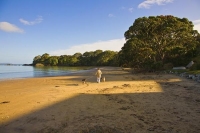 Coopers_Beach;Northland;sand_dunes;sandy_beaches;bachs;holiday_homes;bush;native