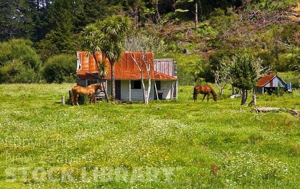 Matauri Bay Coast;Northland;sand dunes;sandy beaches;bachs;holiday homes;bush;native forrest;golden sands;blue sky;blue sea;Pohutakawa trees;Matangirau Horses;Horses;sheds;rusty roofs;cabbage trees;wild flowers;bush;native forrest