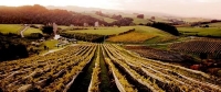 Matakana;Rodney;Vineyards;market;farmers_market;public_toilets;Autumn_Colours;fa