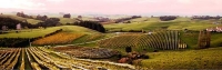 Matakana;Rodney;Vineyards;market;farmers_market;public_toilets;Autumn_Colours;fa