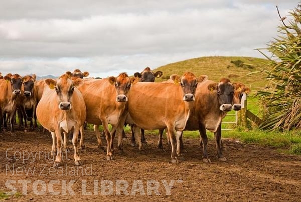 Cape Egmont Region;Cape Egmont;Jersey Cows