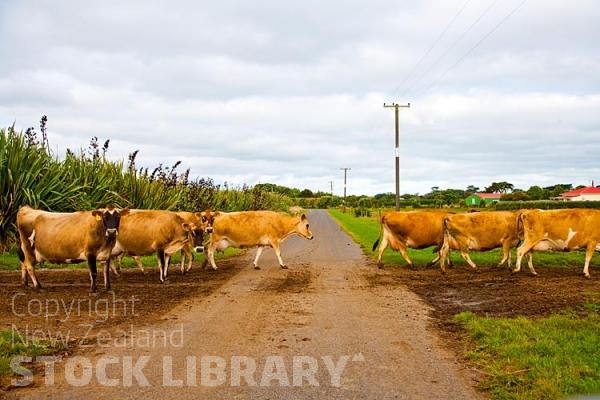 Cape Egmont Region;Cape Egmont;River;Rivers;bush;native forrest;landscape;flax;Jersey Cows Crossing;Jersey Cows;Crossing;farm road