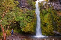 Dawson_Falls;Taranaki;Mount_Taranaki;Mount_Egmont;River;Rivers;bush;native_forre