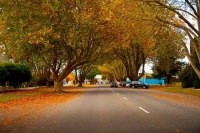 Matamata;Waikato;suburburban;New_Zealand;Autumn_leaves