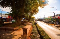 Matamata_Main_Street;Matamata;Waikato;suburburban;New_Zealand;Autumn_leaves;gold