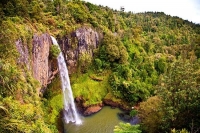 Raglan;Waikato;bush;native_forrest;Hill_country;green_fields;green_paddocks;wate