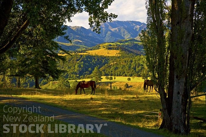 Horses at Sherwood;Hanmer Springs;green fields;paddocks;brown hills;hills;mountains;blue sky;Hanmer Range;Amuri Range;Hanmer Plain;Waiau River;Hanmer River;bush;native forrest