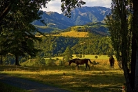 Horses_at_Sherwood;Hanmer_Springs;green_fields;paddocks;brown_hills;hills;mounta