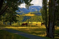 Horses_at_Sherwood;Hanmer_Springs;green_fields;paddocks;brown_hills;hills;mounta