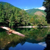 Marui_River_Valley;Buller_Region;mountains;hills;rivers;bush;native_forrest;Kea;