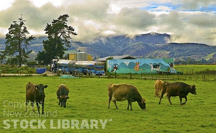 Murchison;Buller Region;mountains;hills;rivers;Road;bush;native forrest;state highway6;Dairy farm;dairy farming;green fields;green paddocks;bluffs;cliffs;Matakitaki River;Buller river;Four river plain;Matiri River;cows;cow cartoon;mural;cow mural