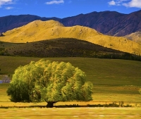 Waitaki_Valley;South_Canterbury;Canterbury;Willow_Landscape;Waitaki_Valley