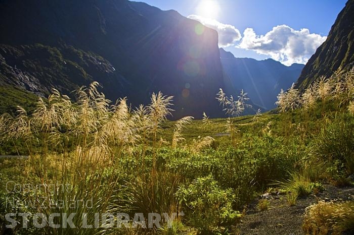 Road to Milford Sound;Fiordland;mountains;hills;rivers;Road;State Highway 94;bush;native forrest;green fields;green paddocks;lakes;blue sky;wild flowers;grasses;grass seeds;grass flowers;back lit