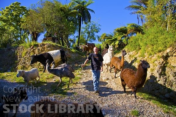 Takaka;Golden Bay;Bencarri Nature Park;hills;rivers;Road;bush;native forrest;green fields;green paddocks;lakes;blue sky;cattle;agriculture;dairy farming;state highway 60;Kuni Kuni Pigs;Lamas;eels;american longhorn cattle;emus;emu;sheep;horses;goats;yaks;yak;Animals;go to;work