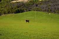 Takaka;Golden_Bay;Bencarri_Nature_Park;hills;rivers;Road;bush;native_forrest;gre