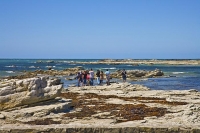 Seal_Watchers_at_Peninsula_Seal_Colony;Kaikoura;Kaikoura_Peninsula;seaward_Kaiko