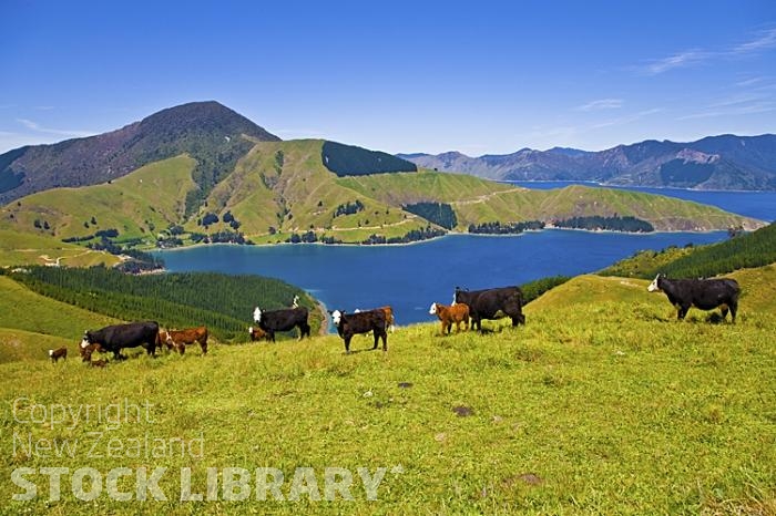 Marlborough Sounds;Marlborough;bush;native forrest;hills;mountains;Cattle;top;road;French Pass;calves cows;herd