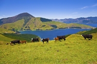 Marlborough_Sounds;Marlborough;bush;native_forrest;hills;mountains;Cattle;top;ro