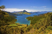 Marlborough_Sounds;Marlborough;bush;native_forrest;hills;mountains;Fitzroy_Bay