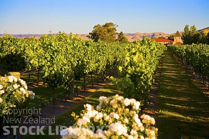 Vineyards;Marleborough;Wairau Plains;vines;vintners;grapes