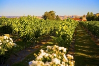 Vineyards;Marleborough;Wairau_Plains;vines;vintners;grapes