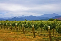 Vineyards;Marleborough;Wairau_Plains;vines;vintners;grapes;Vineyard;cloudy_Range