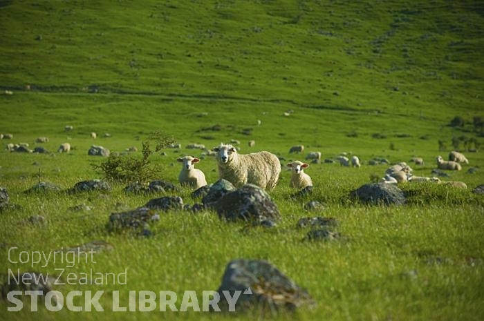 Nelson Lakes;Kawatiri;mountains;hills;rivers;Road;State Highway 63;bush;native forrest;Lakes;sheep;lambs;sheep paddock;rocky paddock