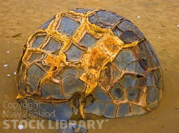 Moeraki;Otago;Yellow Eyed Penguins;Moeraki Boulders;tourists