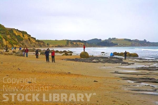 Moeraki;Otago;Yellow Eyed Penguins;Moeraki Boulders;tourists