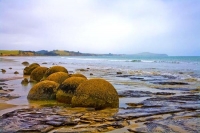 Moeraki;Otago;Yellow_Eyed_Penguins;Moeraki_Boulders;tourists