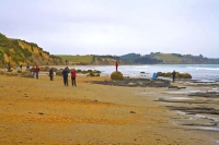 Moeraki;Otago;Yellow_Eyed_Penguins;Moeraki_Boulders;tourists