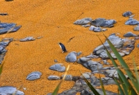 Moeraki;Otago;Yellow_Eyed_Penguins;Moeraki_Boulders;tourists