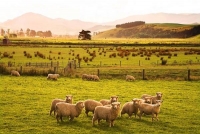 The_Catlins;Southland;hills;rivers;Road;bush;native_forrest;green_fields;green_p