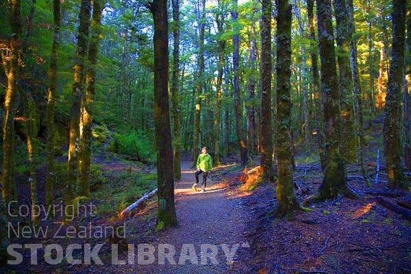 Harwoods Hole;Tasman Bay;native forrest;forest track;tramping track;trampers;lichen;wet rocks;lichen rocks