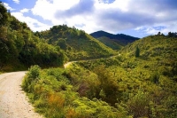 Harwoods_Hole;Tasman_Bay;native_forrest;forest_track;tramping_track;trampers;lic