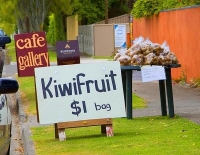 Motueka;Moutere;Mapua;Tasman_Bay;Kiwi_fruit_stall;honesty_box