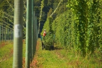 Motueka;Moutere;Mapua;Tasman_Bay;Harvesting_hops;hop_vines