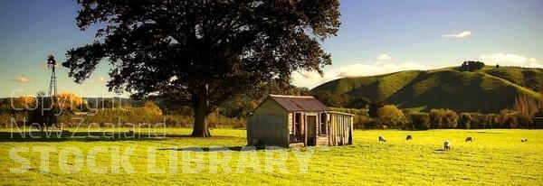 Wakefield;Tasman Bay;Sheep Shed;Paddock;wind pump