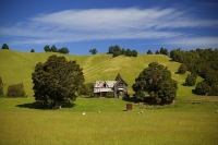 Wakefield;Tasman_Bay;Dilapidated_farm_house;Sheep_Shed;sheep_paddock