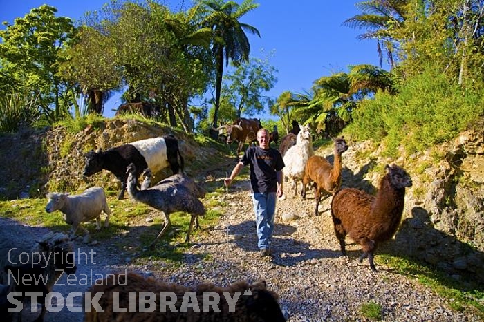 Takaka;Golden Bay;Bencarri Nature Park;hills;rivers;Road;bush;native forrest;green fields;green paddocks;lakes;blue sky;cattle;agriculture;dairy farming;state highway 60;Kuni Kuni Pigs;Lamas;eels;american longhorn cattle;emus;emu;sheep;horses;goats;yaks;yak;Animals;go to;work