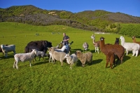 Takaka;Golden_Bay;Bencarri_Nature_Park;hills;rivers;Road;bush;native_forrest;gre