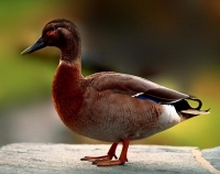 Duck