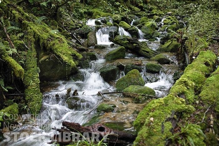 Bush;creek;Buller Region;lichen;moss;flowing water;stream