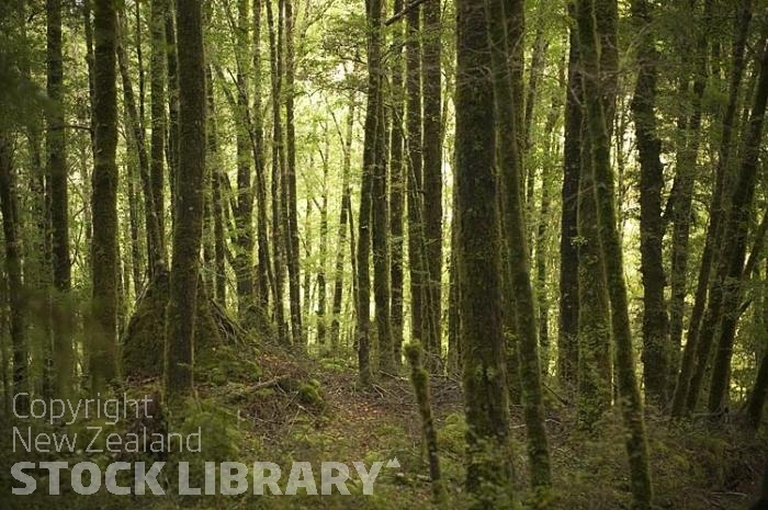 Bush;Buller Region;beech trees