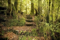 Bush;creek;Buller_Region;lichen;moss